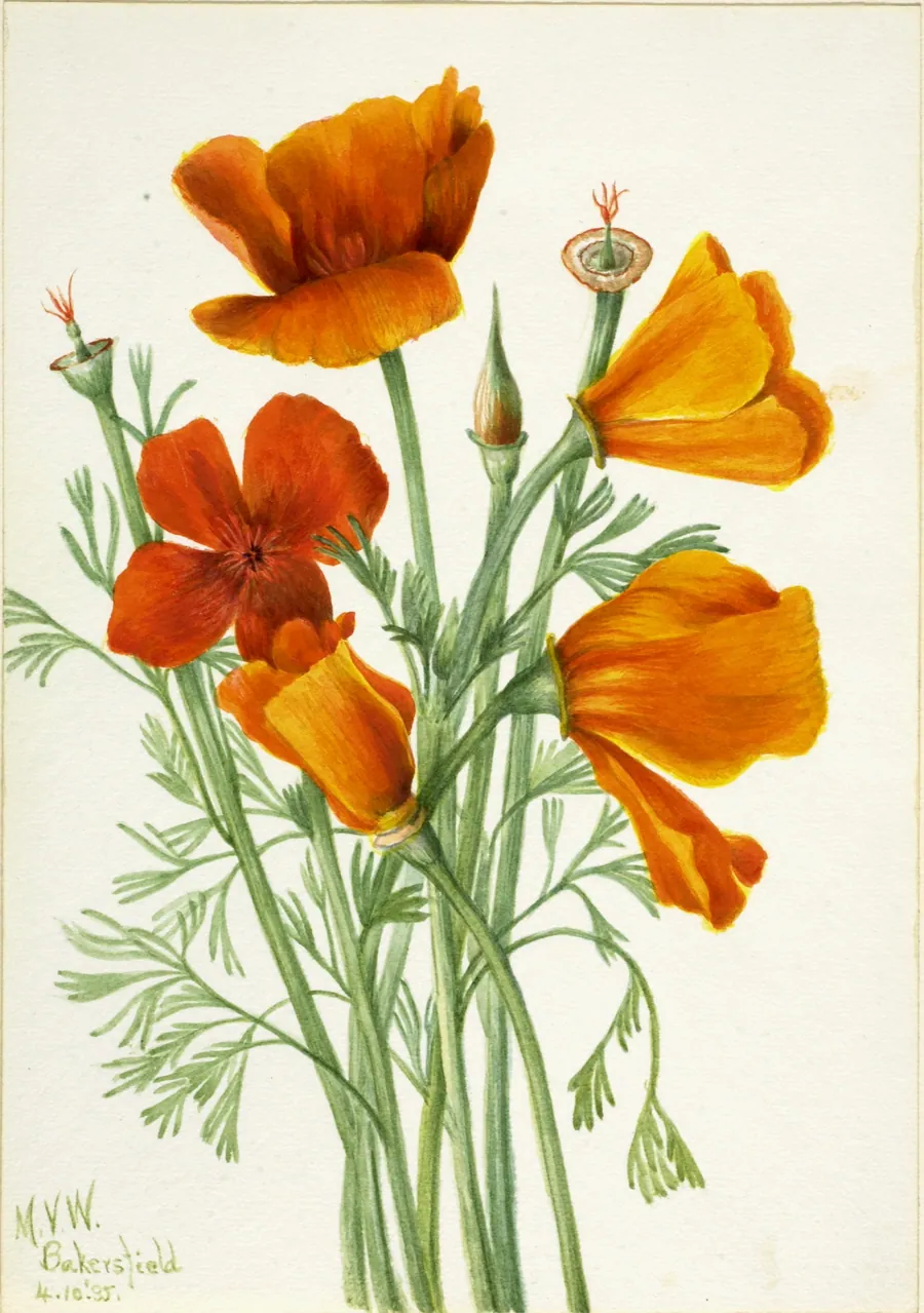 California Poppy (Eschscholtzia californica) by Mary Vaux Walcott, born Philadelphia, PA 1860-died St. Andrews, New Brunswick, Canada 1940