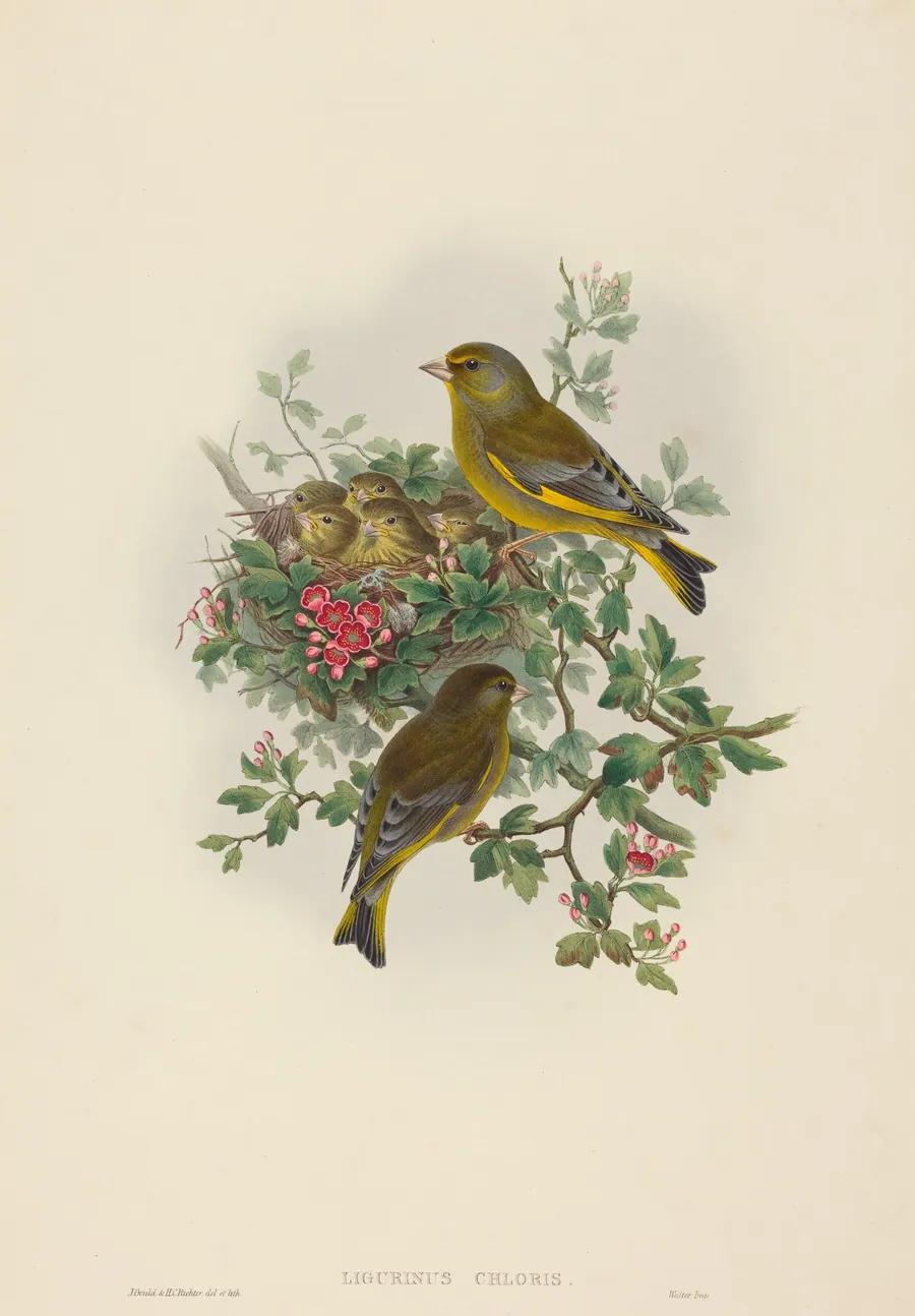 Ligurinus chloris (Greenfinch) by H.C. Richter