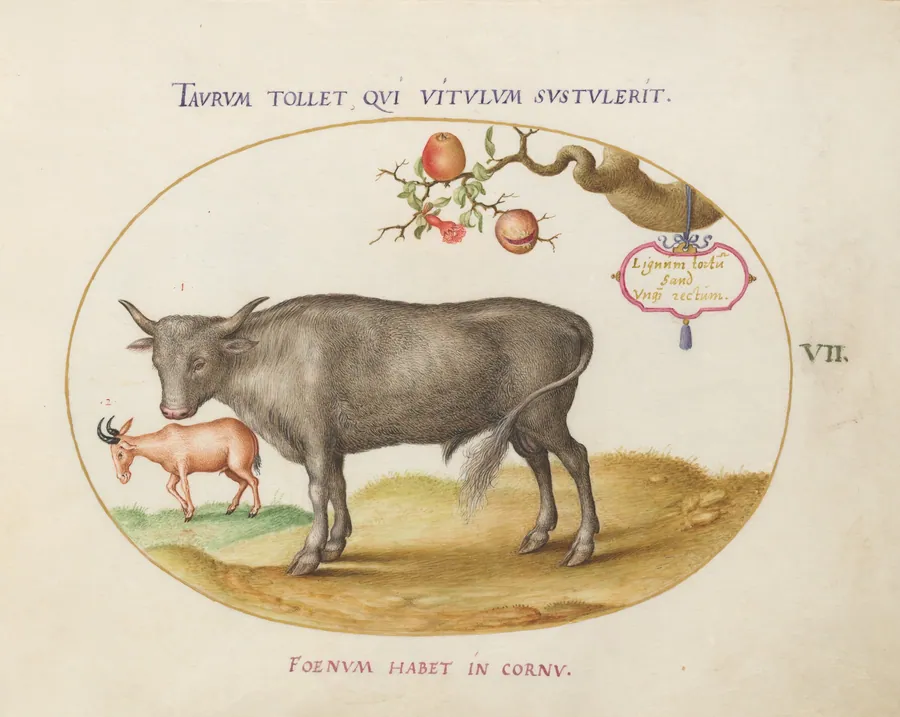 Plate 7: A Bull and a Horned Animal by Joris Hoefnagel