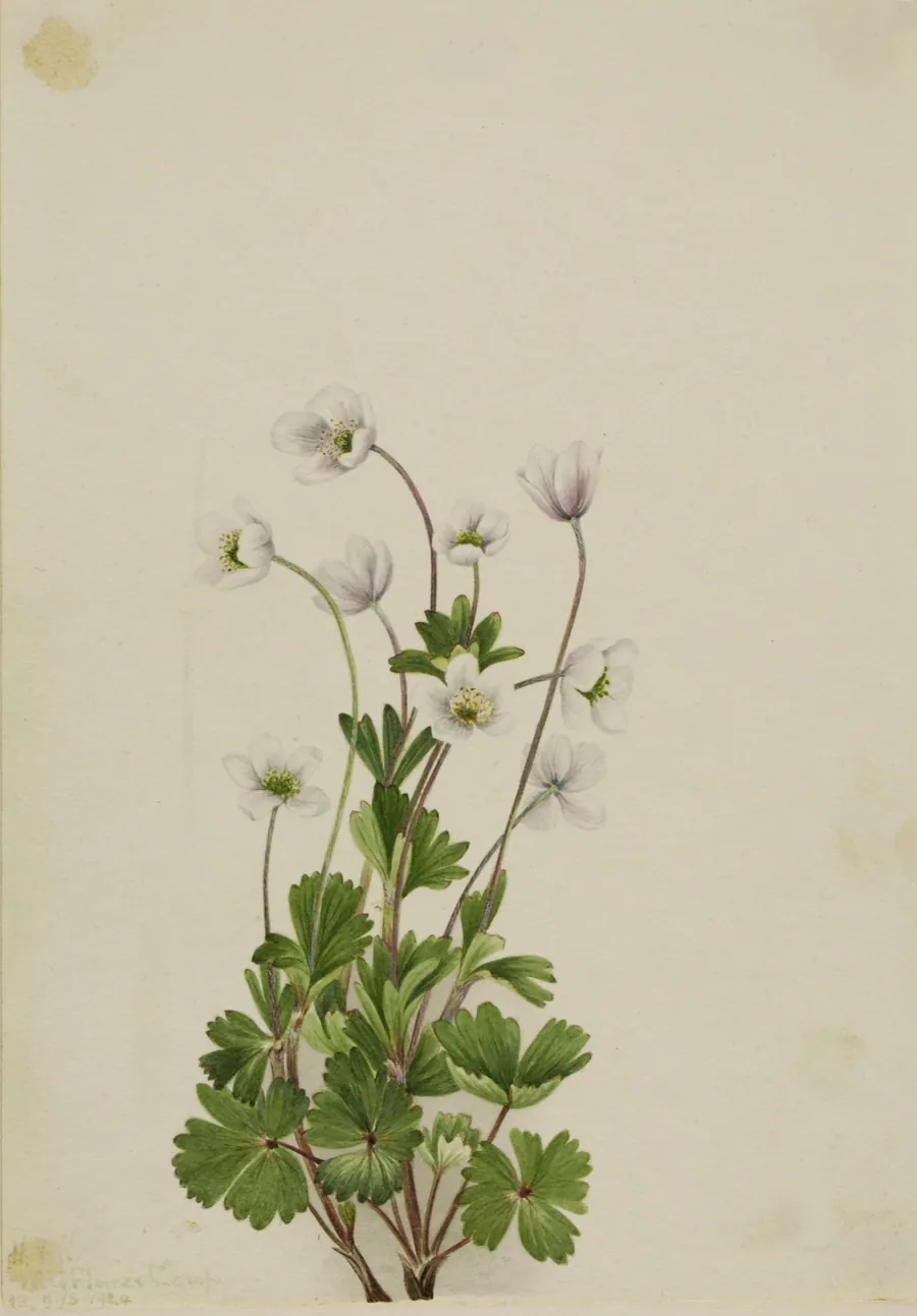 Northern Anemone (Anemone parviflora) by Mary Vaux Walcott, born Philadelphia, PA 1860-died St. Andrews, New Brunswick, Canada 1940