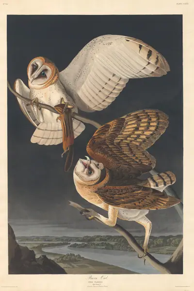 Barn Owl