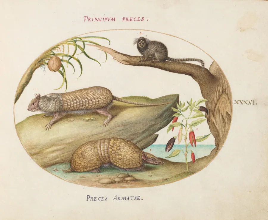 Plate 41: Two Types of Armadillos with a Marmoset, a Coconut Palm, and a Pepper Plant by Joris Hoefnagel