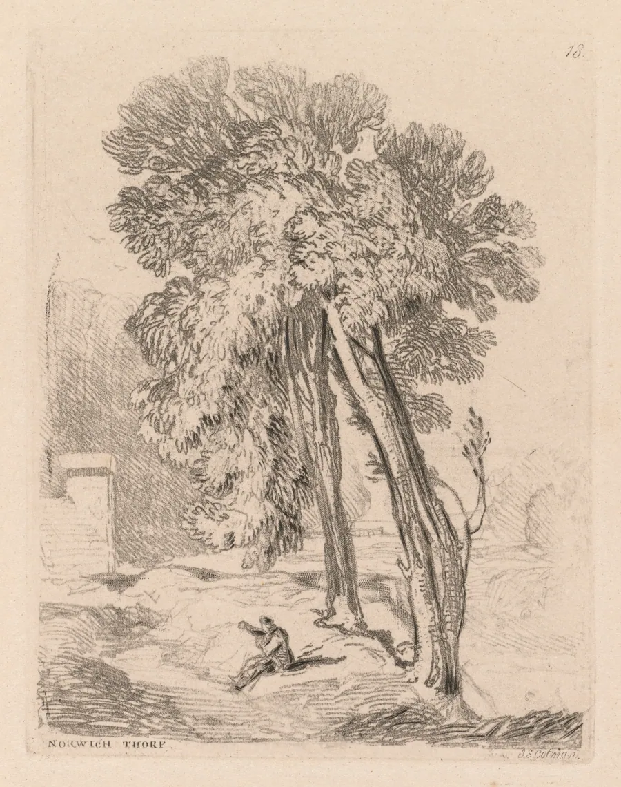 Liber Studiorum: Plate 18, Trees at Norwich Thorp, Norfolk by John Sell Cotman