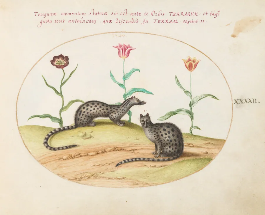 Plate 42: Two Genets or Civet Cats with Tulips by Joris Hoefnagel