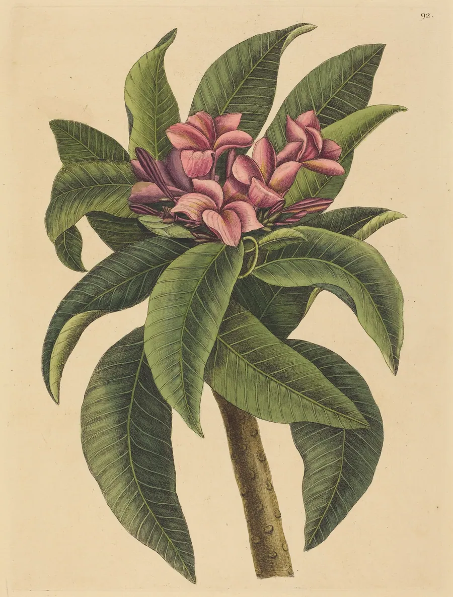 Red Frangipanni (Plumeria rubra) by Mark Catesby