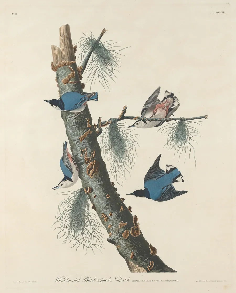 White-breasted Black-capped Nuthatch by Robert Havell, Jr.