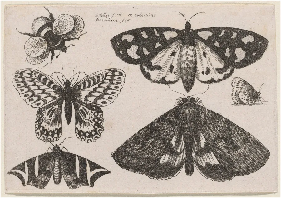 Three Moths, Two Butterflies, and a Bumble Bee by Wenceslaus Hollar