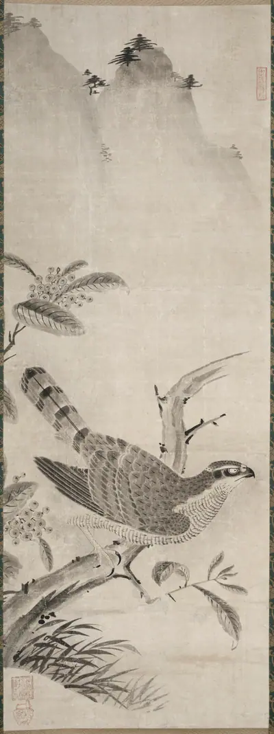 Hawk