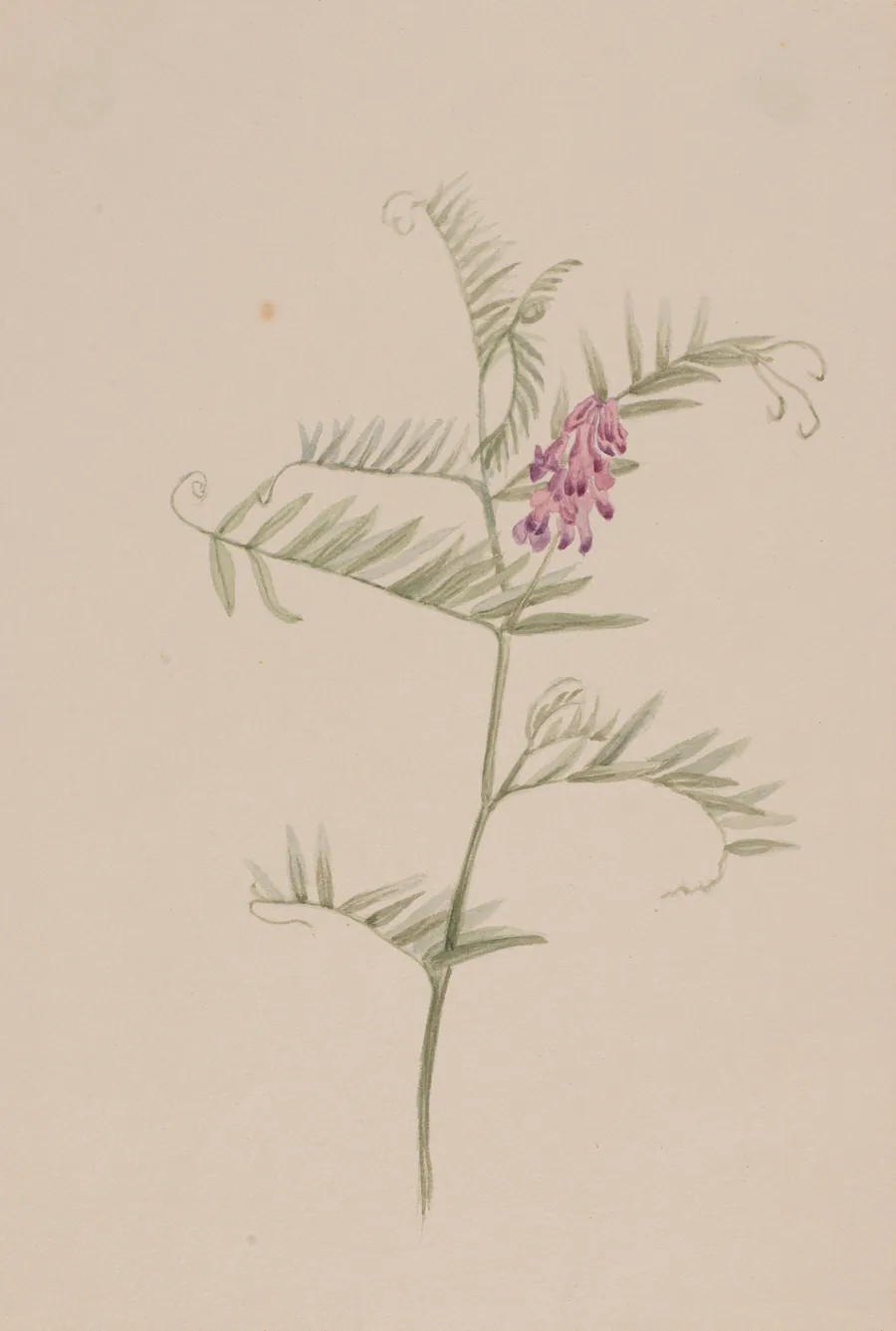 Vicia americana by Mary Vaux Walcott, born Philadelphia, PA 1860-died St. Andrews, New Brunswick, Canada 1940