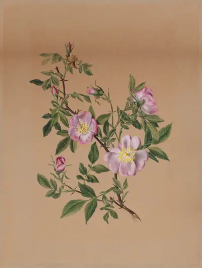 Rose Mallow (Hibiscus moscheutos)