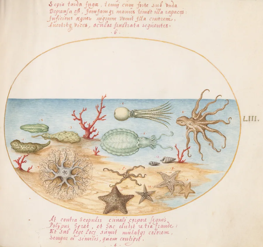 Plate 53: Sea Cucumbers, Coral, Octopus, Starfish, Squid, and Other Sea Creatures by Joris Hoefnagel