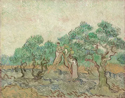 The Olive Orchard