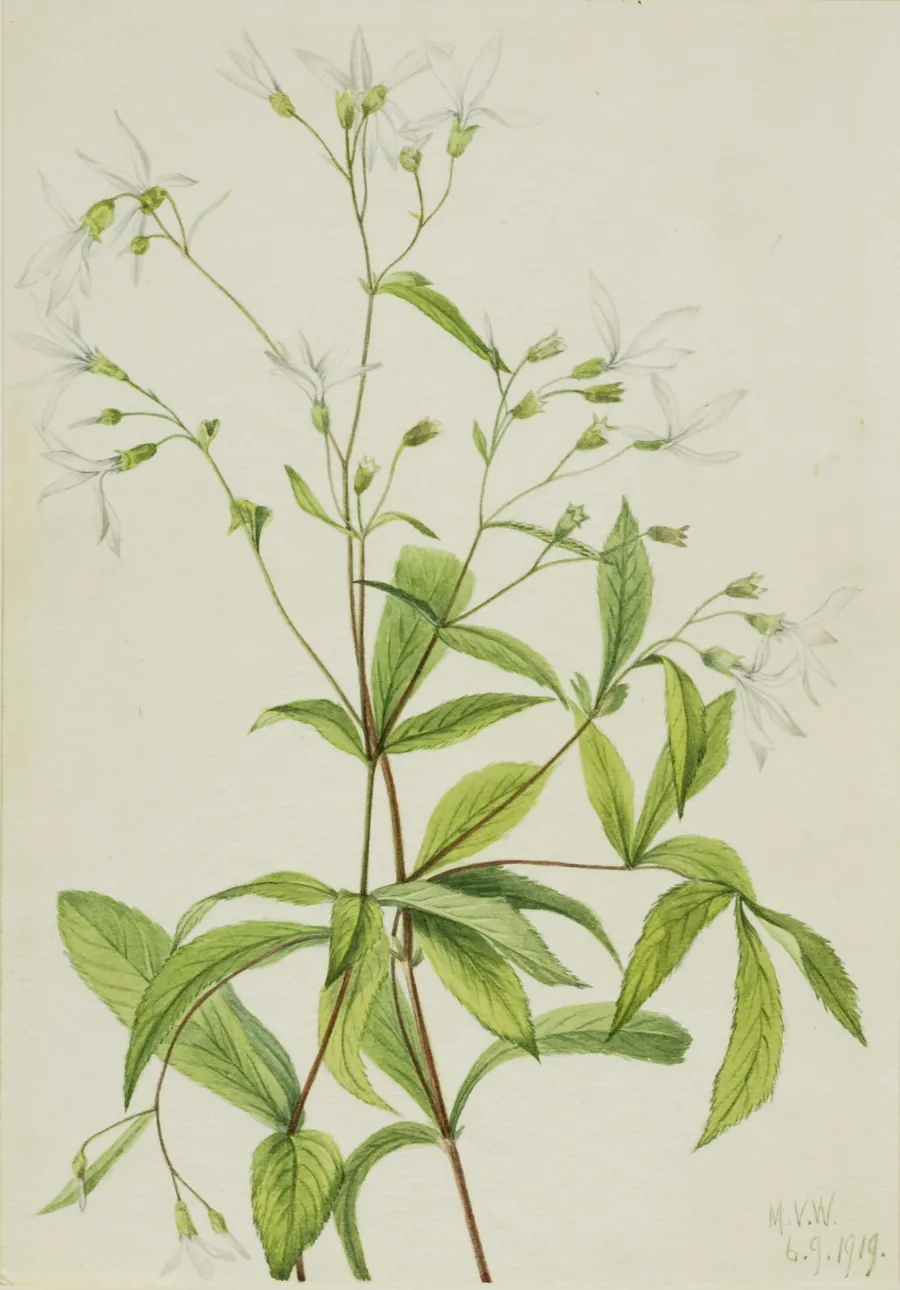 Bowmansroot (Porteranthus trifoliatus) by Mary Vaux Walcott, born Philadelphia, PA 1860-died St. Andrews, New Brunswick, Canada 1940