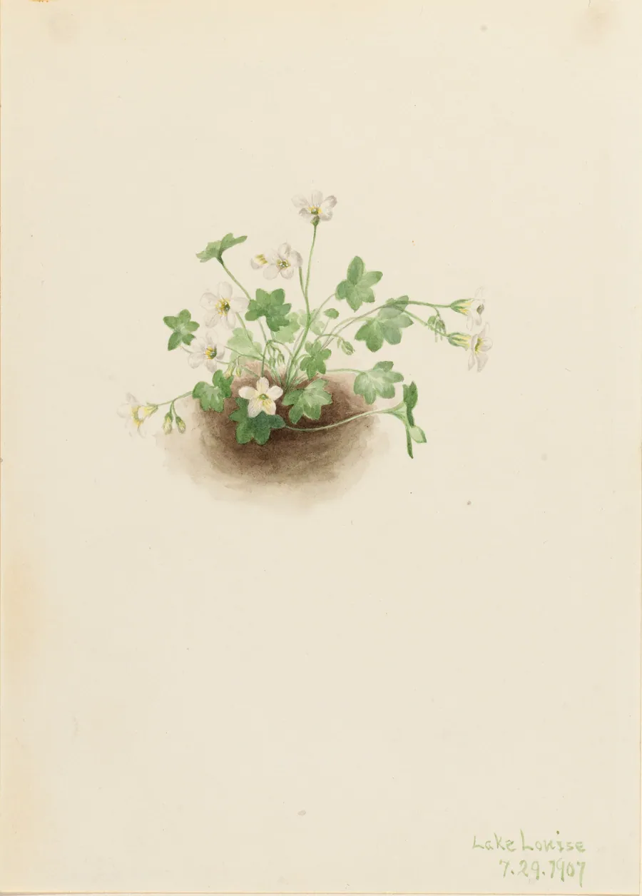Mistmaiden (Romanzoffia sitchensis) by Mary Vaux Walcott, born Philadelphia, PA 1860-died St. Andrews, New Brunswick, Canada 1940