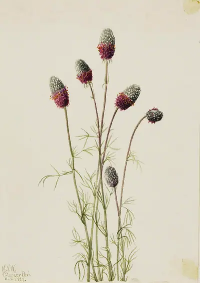 Purple Prairieclover (Petalostemon purpureum)
