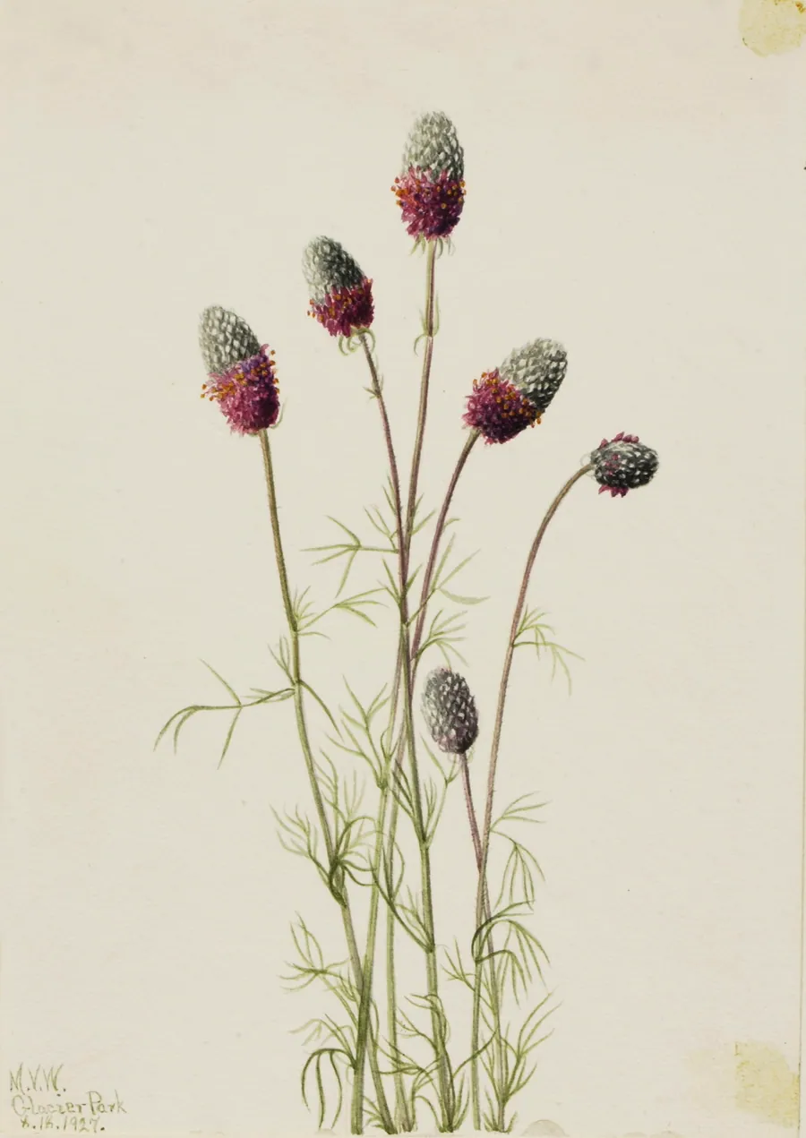 Purple Prairieclover (Petalostemon purpureum) by Mary Vaux Walcott, born Philadelphia, PA 1860-died St. Andrews, New Brunswick, Canada 1940