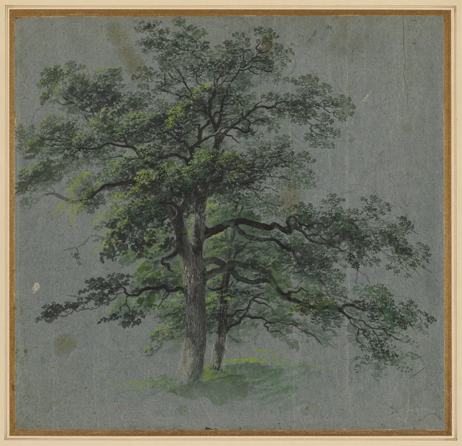 Two Trees (recto) by Johann Jacob Dorner