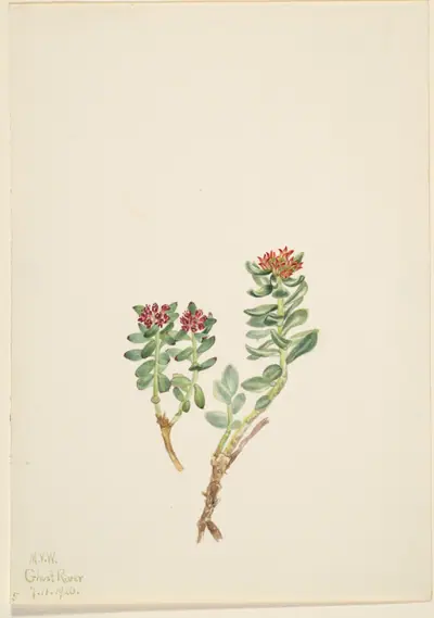 Sanifoiga adscendeus