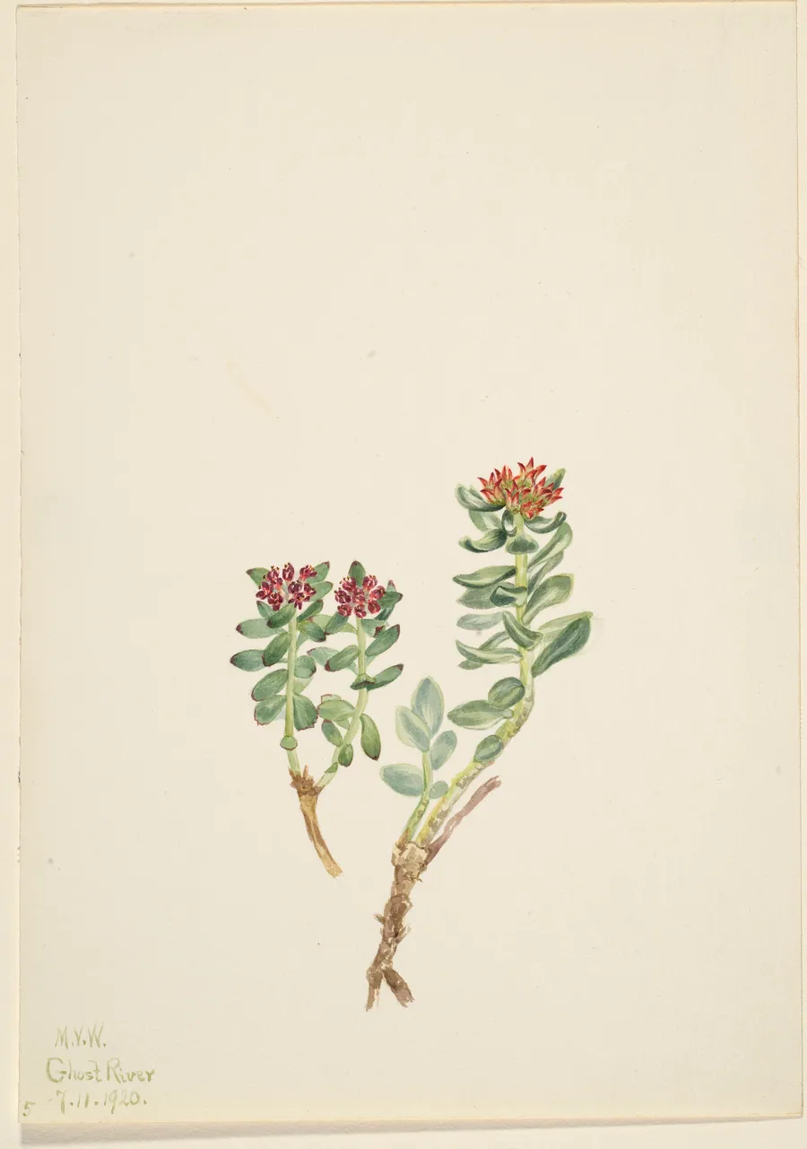 Sanifoiga adscendeus by Mary Vaux Walcott, born Philadelphia, PA 1860-died St. Andrews, New Brunswick, Canada 1940