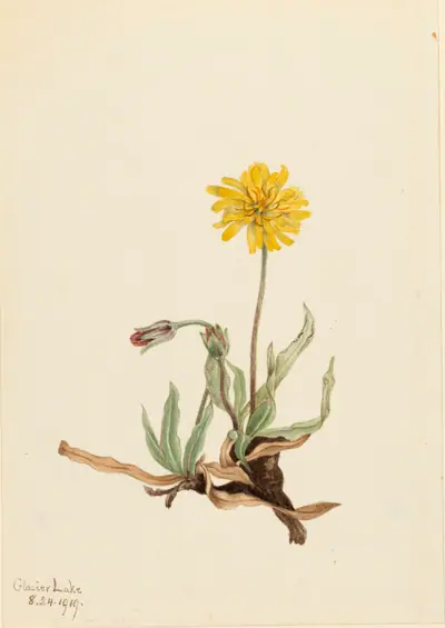 Woolly Agoseris (Agoseris villosa)