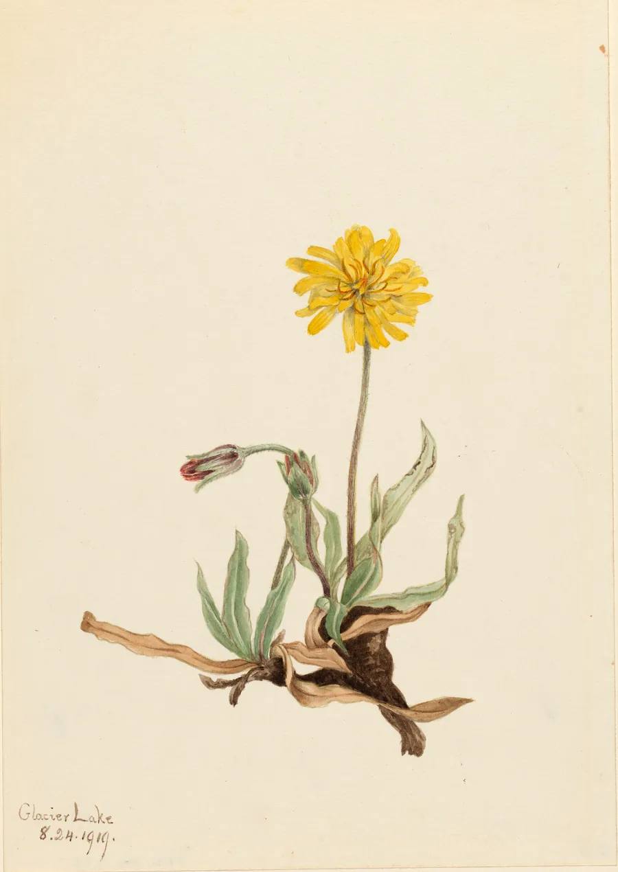 Woolly Agoseris (Agoseris villosa) by Mary Vaux Walcott, born Philadelphia, PA 1860-died St. Andrews, New Brunswick, Canada 1940
