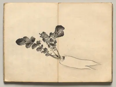 Radish from Ōkyo Picture Book