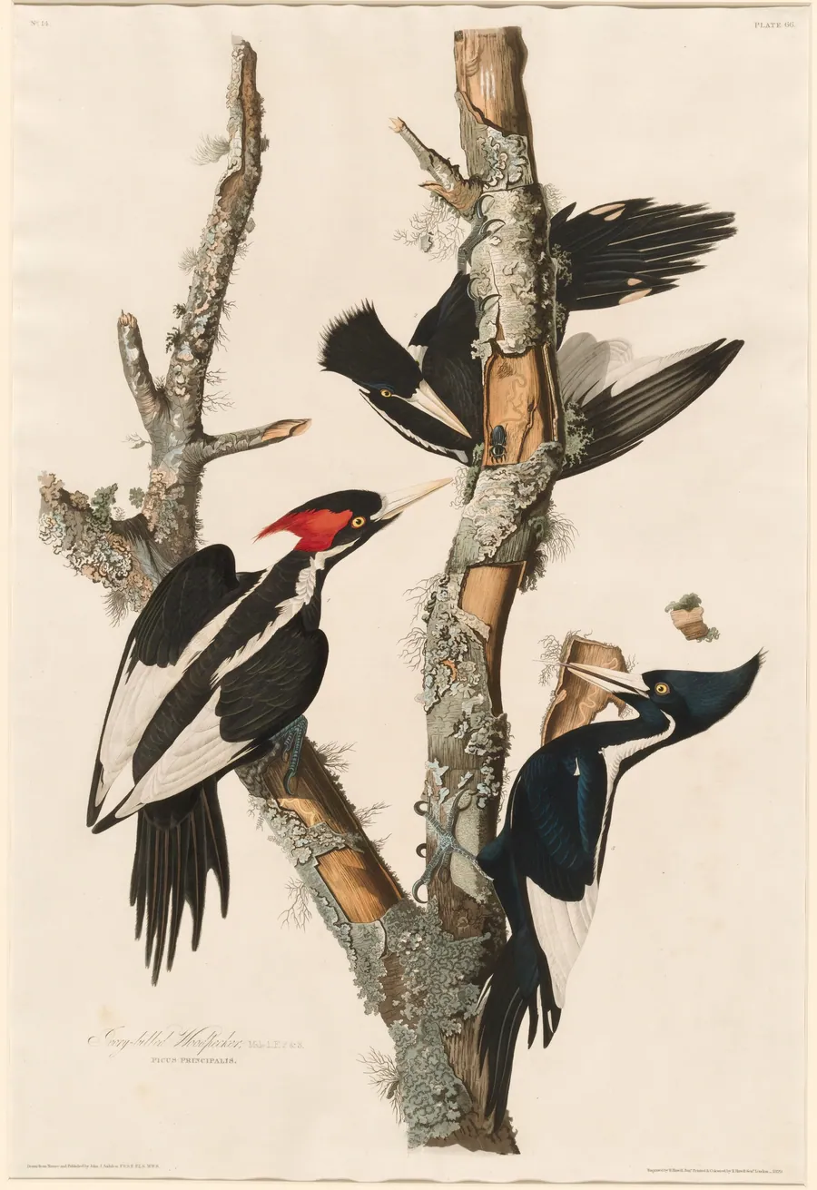 Ivory-billed Woodpecker by Robert Havell, Jr.
