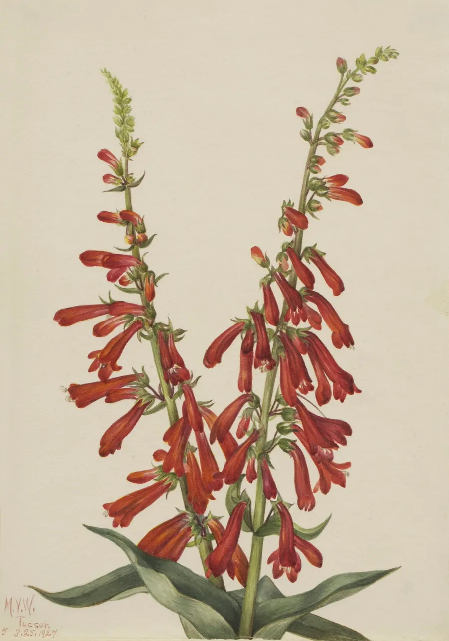 Fire Pentstemon (Pentstemon eatonii) by Mary Vaux Walcott, born Philadelphia, PA 1860-died St. Andrews, New Brunswick, Canada 1940