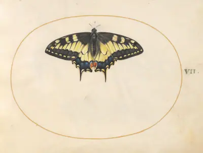 Plate 7: Swallowtail Butterfly