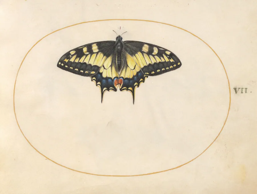 Plate 7: Swallowtail Butterfly by Joris Hoefnagel