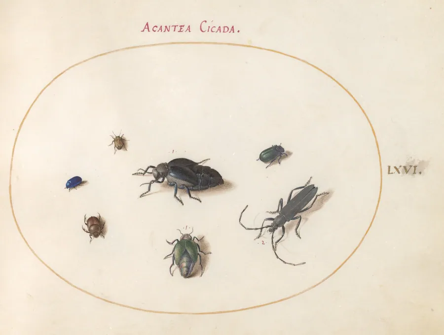 Plate 66: Two Oil Beetles, a Longhorn Beetle, and Four Other Insects by Joris Hoefnagel