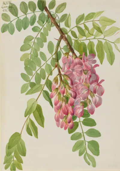 New Mexican Locust (Robinia neomexicana)
