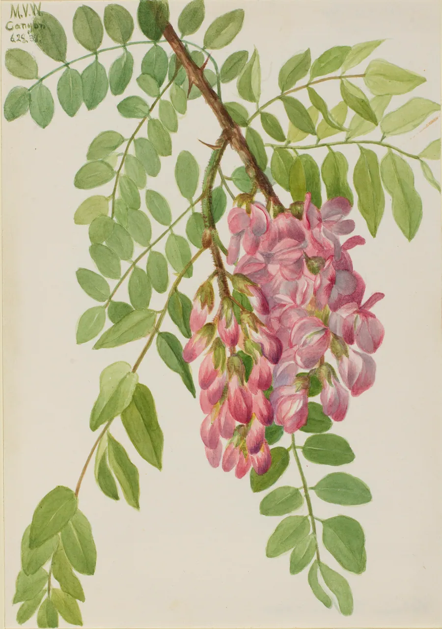 New Mexican Locust (Robinia neomexicana) by Mary Vaux Walcott, born Philadelphia, PA 1860-died St. Andrews, New Brunswick, Canada 1940