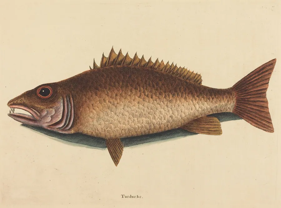 The Mangrove Snapper (Labrus griseus) by Mark Catesby
