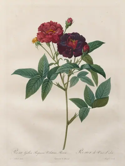 The Roses: Rosa Gallica Purpurea Velutina Parva