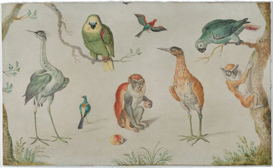 Study of Birds and Monkeys by Anonymous Artist