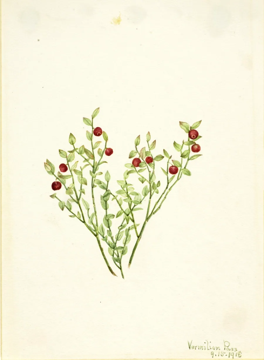 Grouse Whortleberry (Vaccinium scoparium) by Mary Vaux Walcott, born Philadelphia, PA 1860-died St. Andrews, New Brunswick, Canada 1940