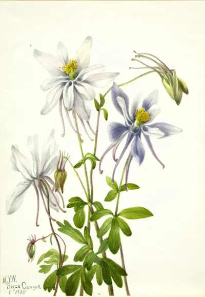 Columbine (Aquilegia ecalcarata)