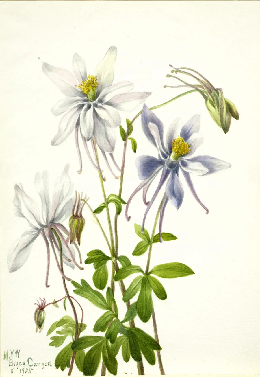 Columbine (Aquilegia ecalcarata) by Mary Vaux Walcott, born Philadelphia, PA 1860-died St. Andrews, New Brunswick, Canada 1940