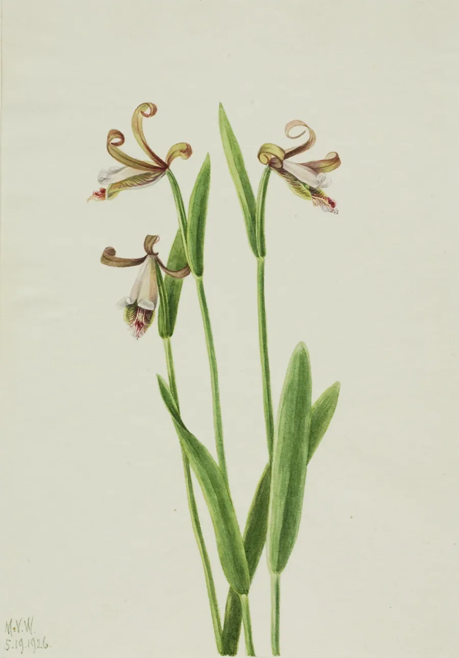 Rosebud Orchid (Pogonia divaricata) by Mary Vaux Walcott, born Philadelphia, PA 1860-died St. Andrews, New Brunswick, Canada 1940