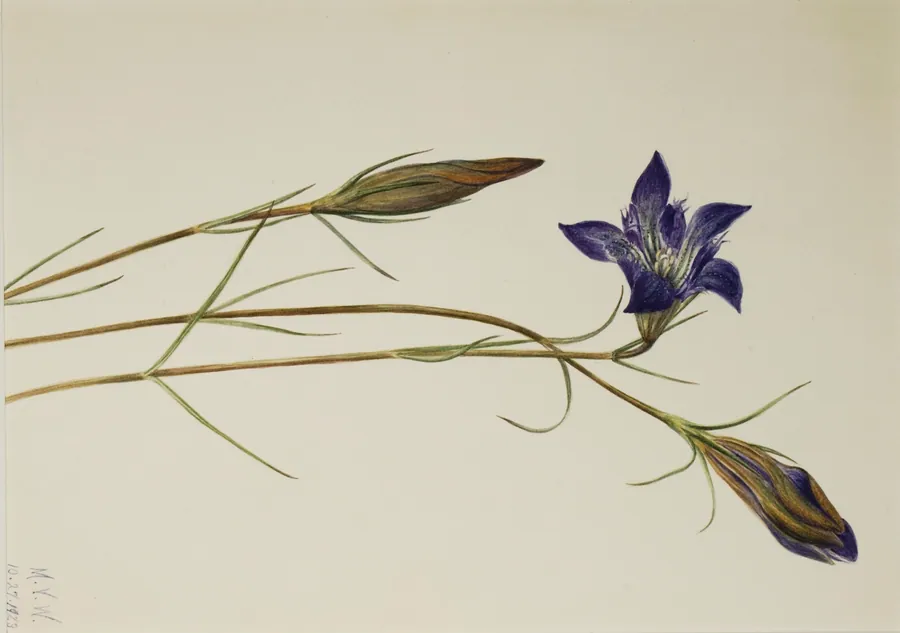 Pinebarren Gentian (Gentiana porphyrio) by Mary Vaux Walcott, born Philadelphia, PA 1860-died St. Andrews, New Brunswick, Canada 1940