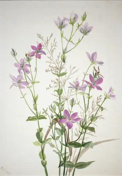 Gentianacease sabbalia angularis