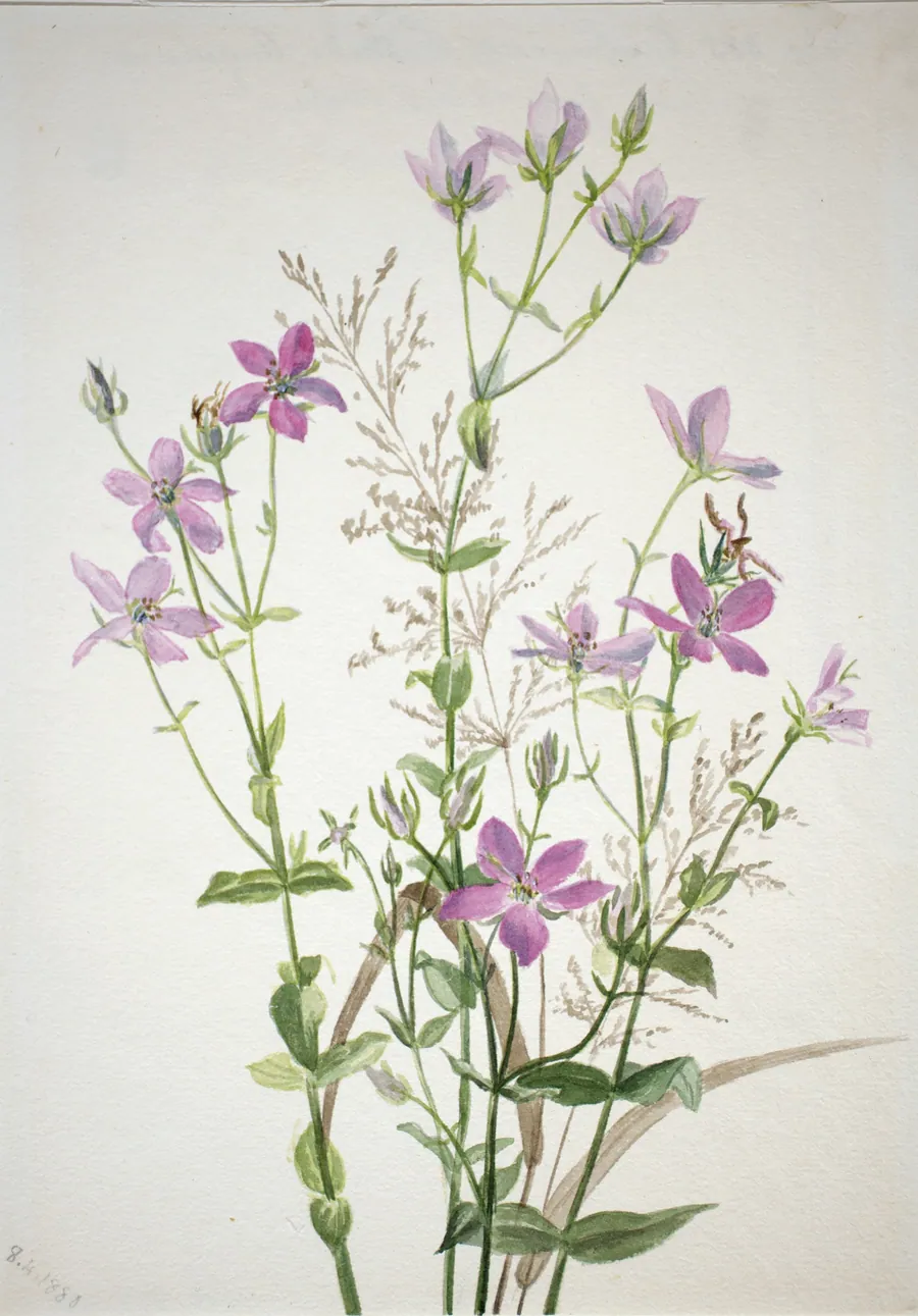 Gentianacease sabbalia angularis by Mary Vaux Walcott, born Philadelphia, PA 1860-died St. Andrews, New Brunswick, Canada 1940