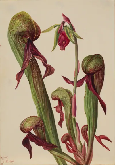 California Pitcherplant (Chrysamphora californica)