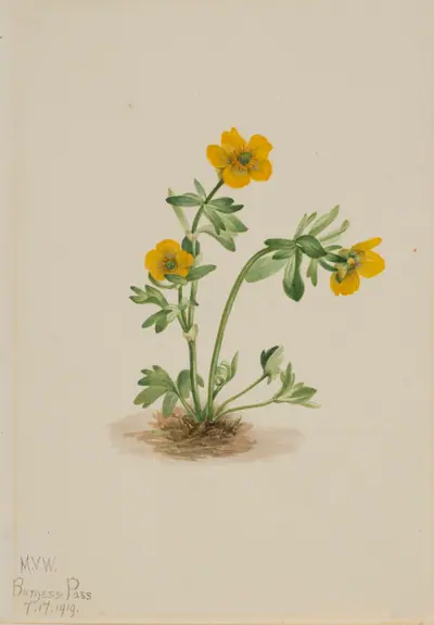 Avalanche Buttercup (Ranunculus suksdorfii)