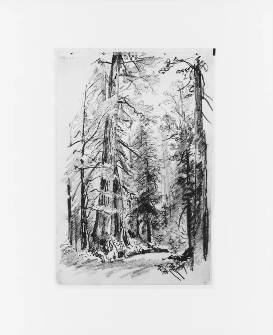 Forest Interior (from Sketchbook X) by William Trost Richards