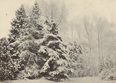 Paysage de sapins sous la neige