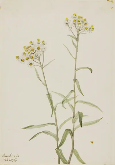 Pearl Everlasting (Anaphalis margaritacea)