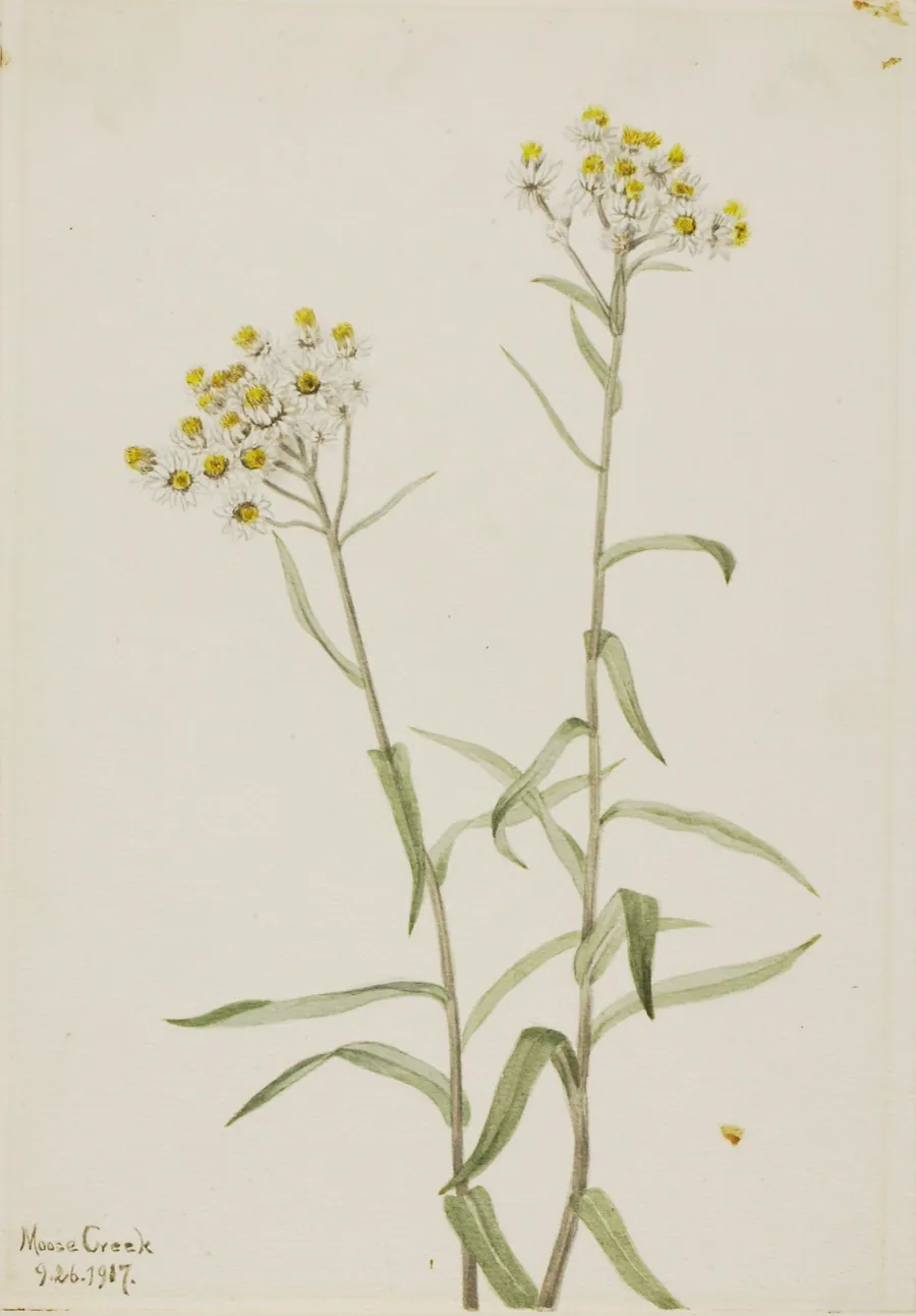 Pearl Everlasting (Anaphalis margaritacea) by Mary Vaux Walcott, born Philadelphia, PA 1860-died St. Andrews, New Brunswick, Canada 1940