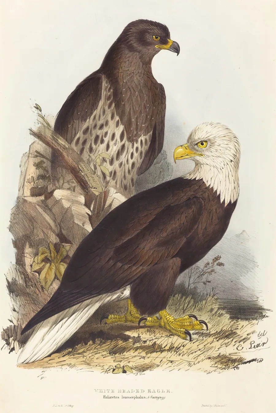 White Headed Eagle (Haliaetus leucocephalus) by Edward Lear
